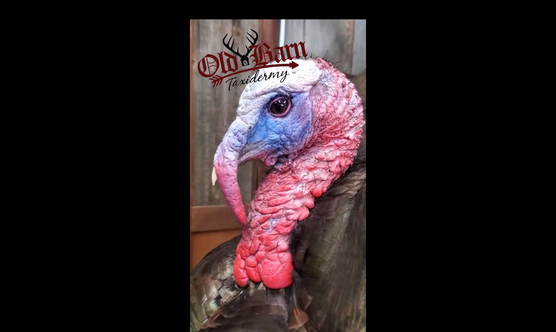 "Whats Going On In That Old Barn" 5/22/20