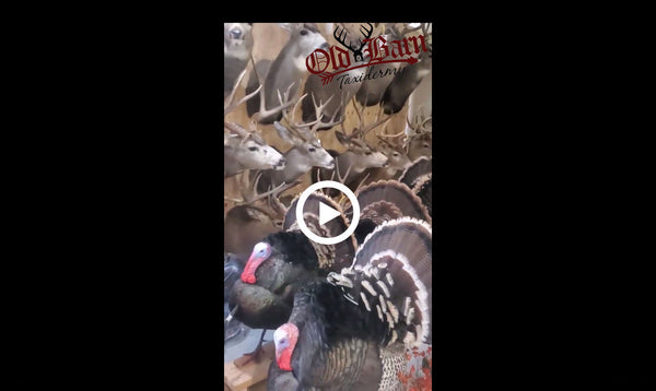 "Whats Going On In That Old Barn" 6/19/20