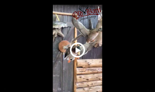 "Whats Going On In That Old Barn" 7/17/20