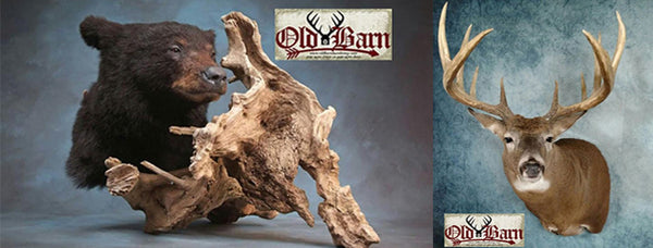 Old Barn Taxidermy Black Bear & Whitetail Deer Trophy Mounts