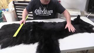 How To Measure A Black Bear For Taxidermy