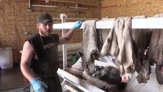 Tannery - How To Salt Dry Your Hides For Tanning