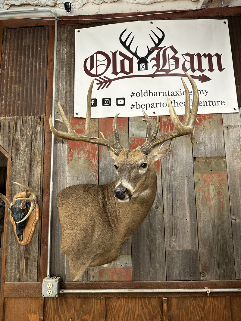 Taxidermy Mounts for Sale