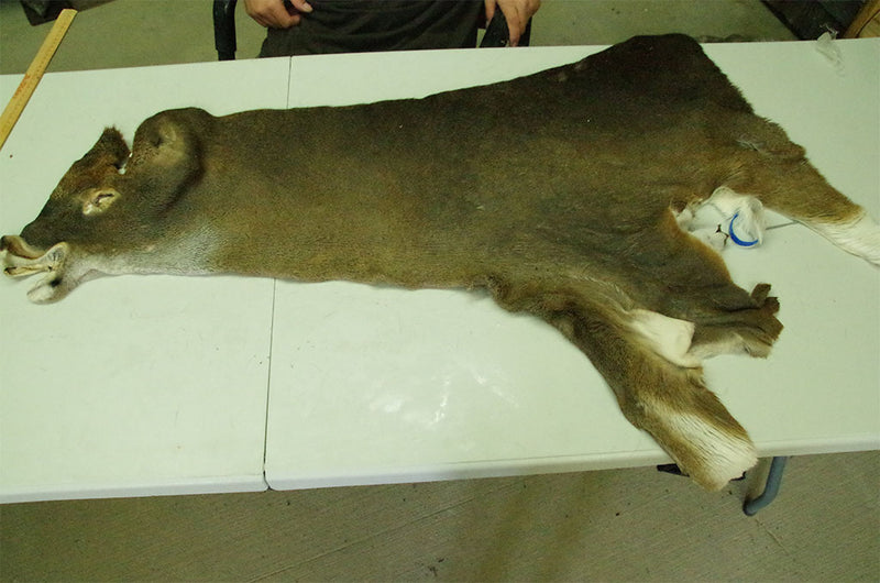 Tanned Whitetail Deer Cape For Sale - Old Barn Inc.