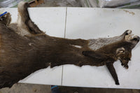 Tanned Deer Cape OBT3148 - 6" X 16"