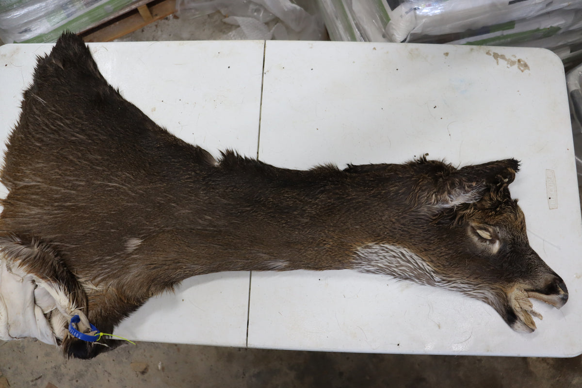 Tanned Deer Cape OBT3148 - 6" X 16"