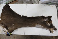 Tanned Deer Cape OBT3148 - 6" X 16"