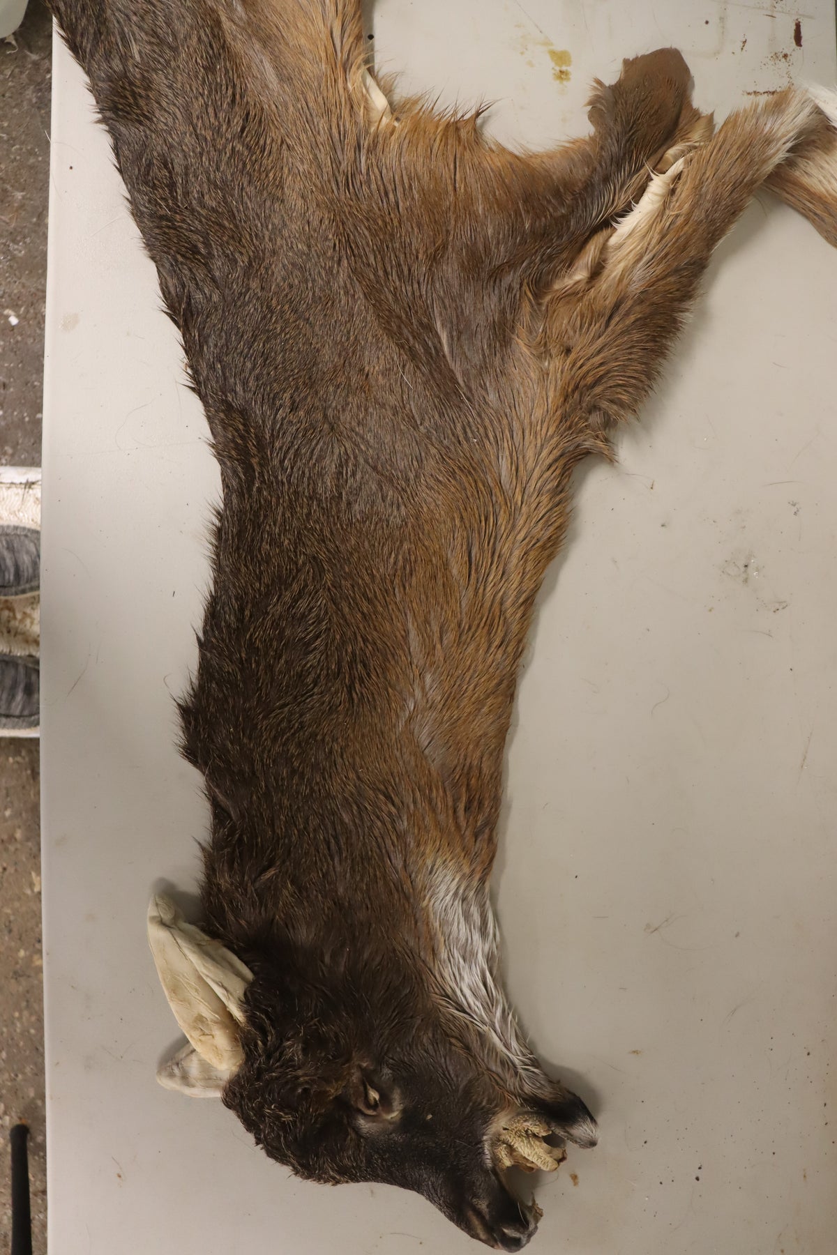 Whitetail Deer Hide - Professionally Tanned - Minnesota Trapline