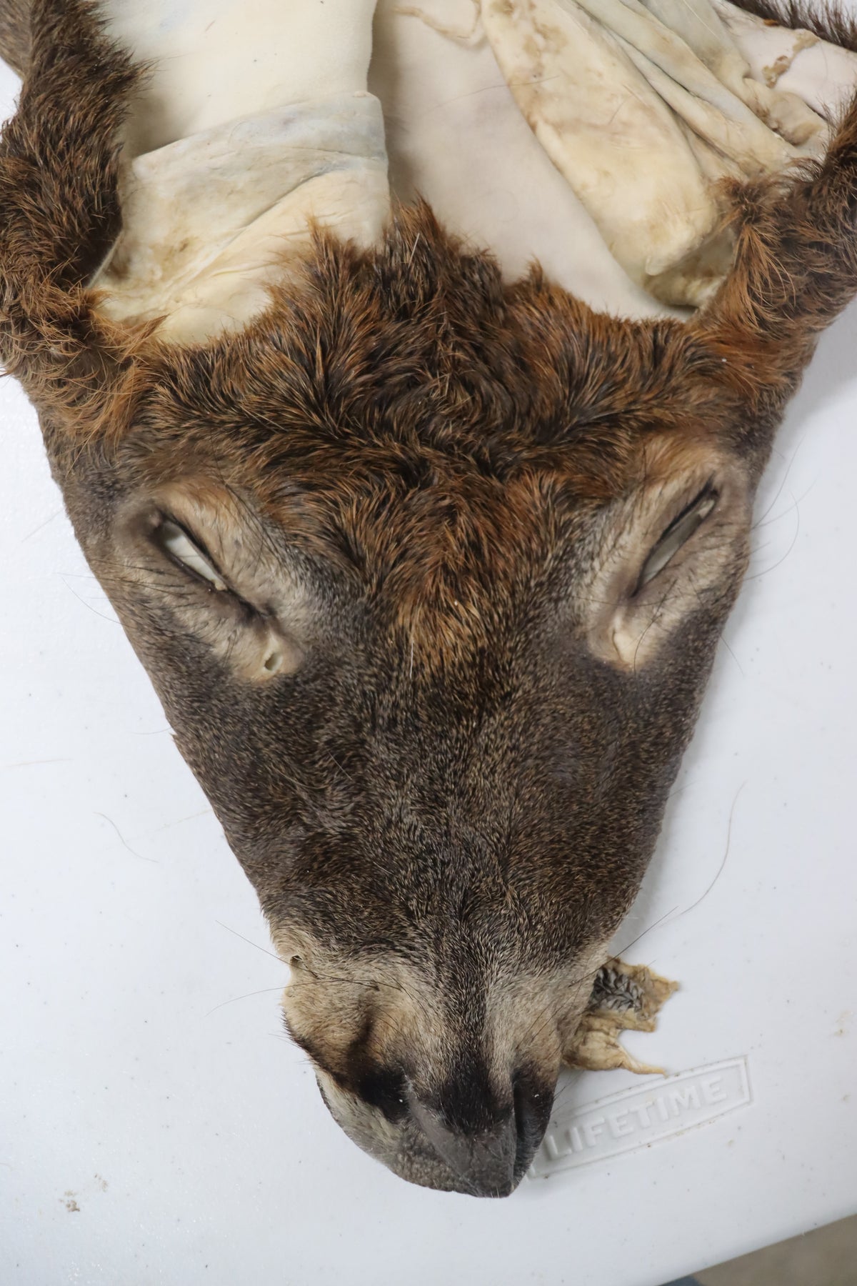 Whitetail Deer Taxidermy Tanned Fur on Hide White Buckskin - Moose