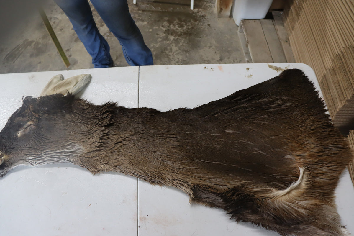 Tanned Deer Cape OBT2642 - 6" X 15" - Old Barn Inc