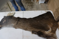 Tanned Deer Cape OBT2642 - 6" X 15" - Old Barn Inc