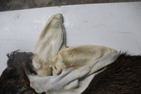 Tanned Deer Cape OBT2642 - 6" X 15" - Old Barn Inc