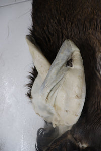 Tanned Deer Cape OBT2642 - 6" X 15" - Old Barn Inc