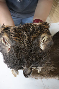 Tanned Deer Cape OBT2642 - 6" X 15" - Old Barn Inc