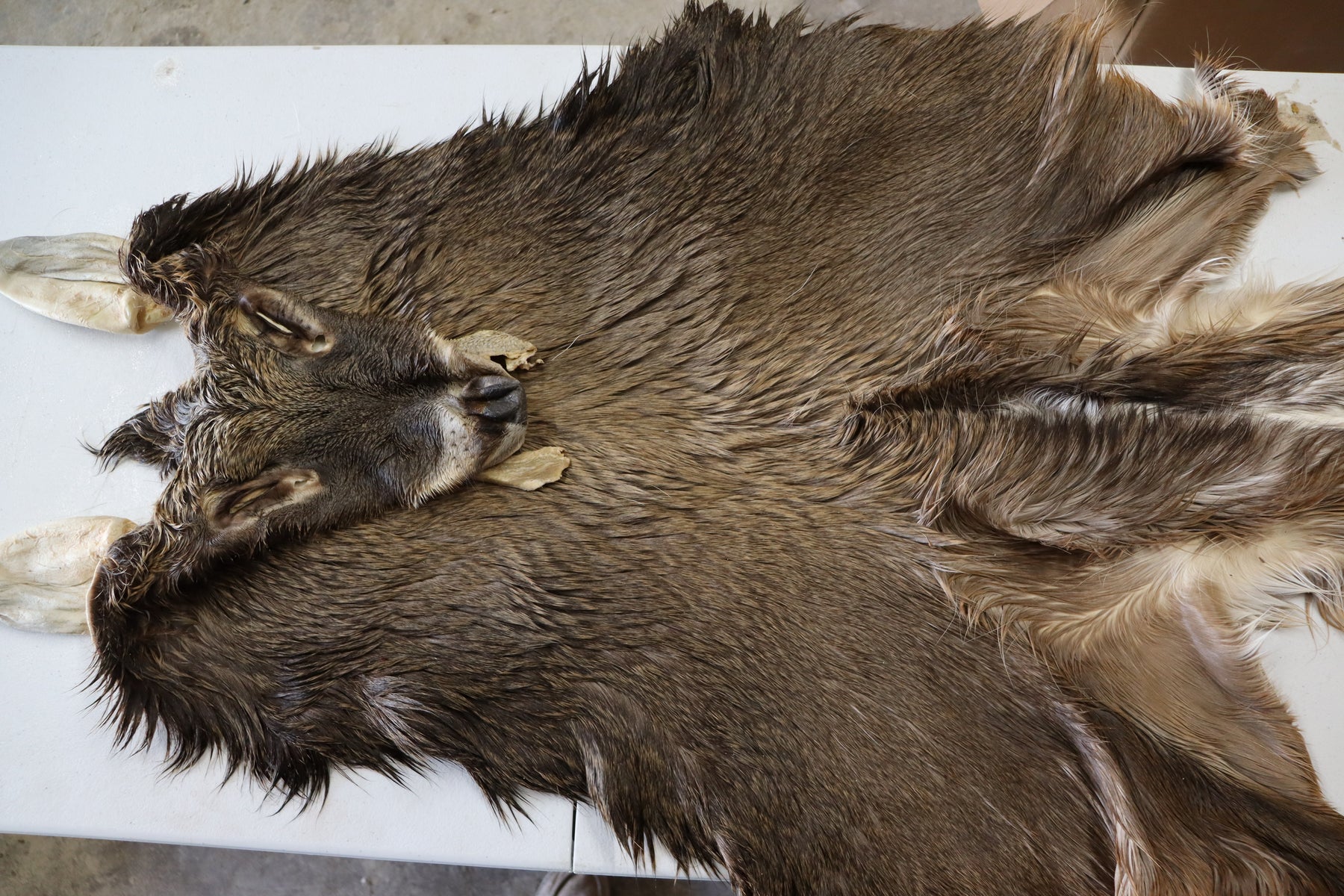 Deer pelt discount