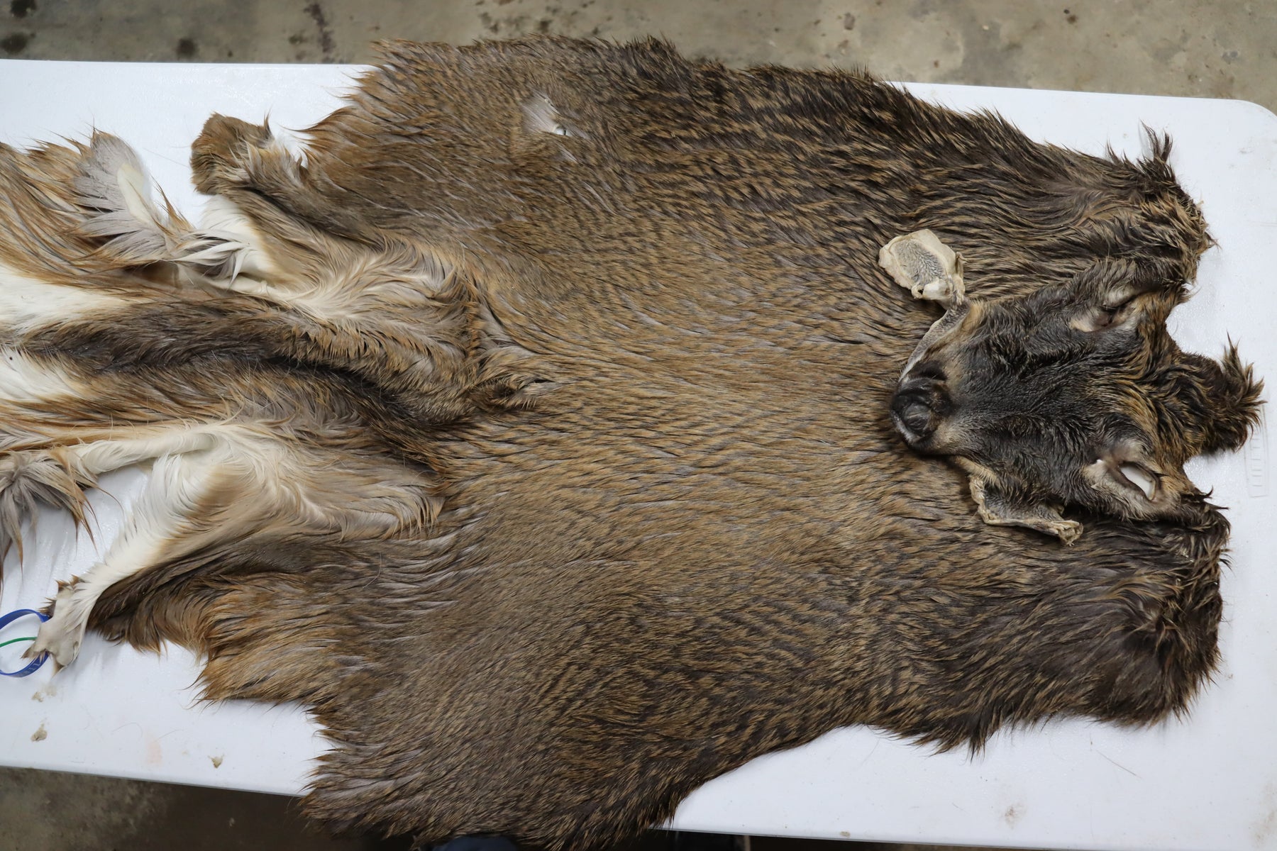 Tanned Hides For Sale - Old Barn Inc. – Old Barn Taxidermy & Tannery