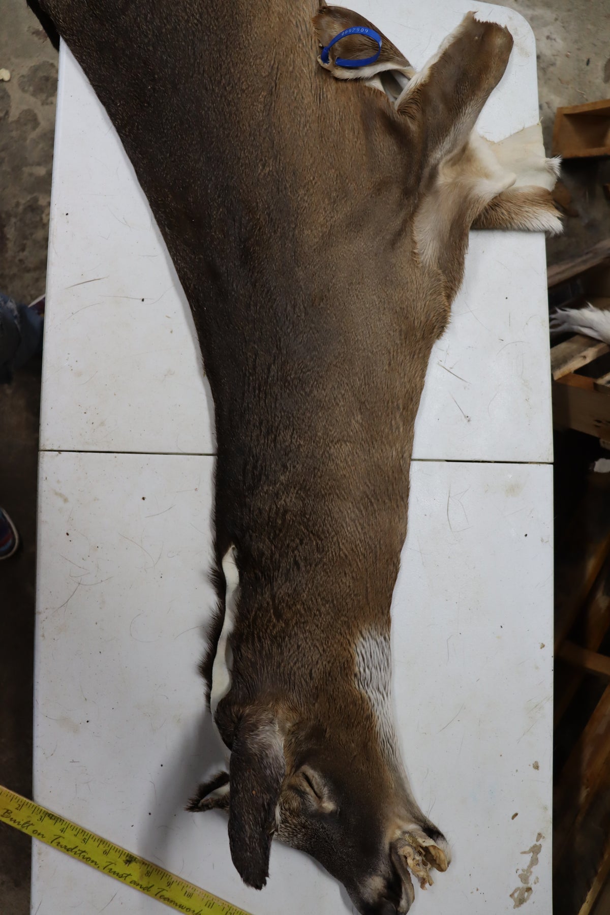 Tanned Deer Cape OBT2909 - 6 3/4" X 15"