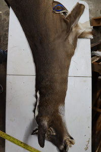 Tanned Deer Cape OBT2909 - 6 3/4" X 15"