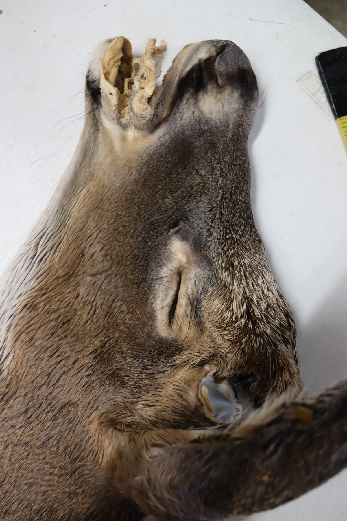 Tanned Deer Cape OBT2909 - 6 3/4" X 15"