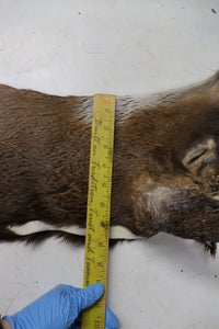 Tanned Deer Cape OBT2909 - 6 3/4" X 15"