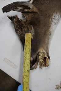 Tanned Deer Cape OBT2909 - 6 3/4" X 15"