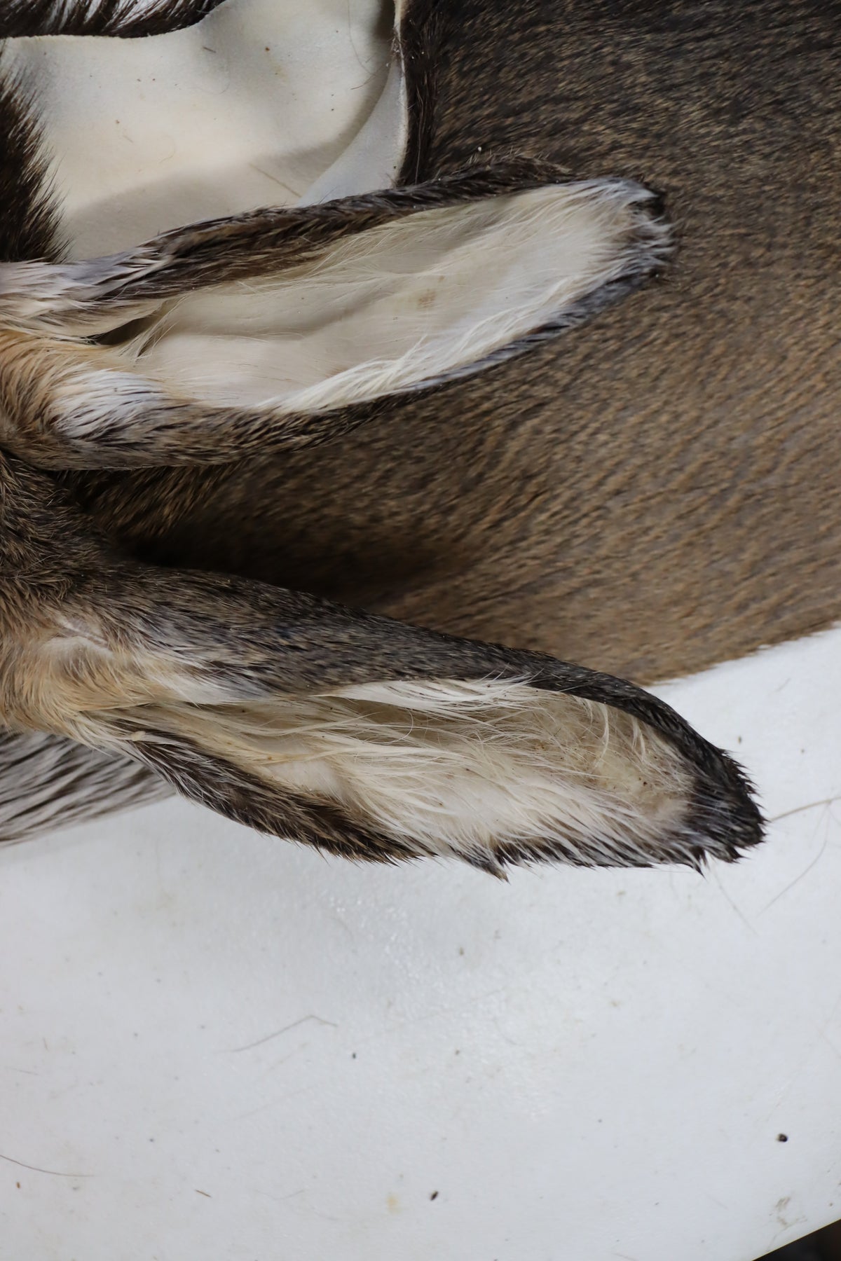 Tanned Deer Cape OBT2909 - 6 3/4" X 15"