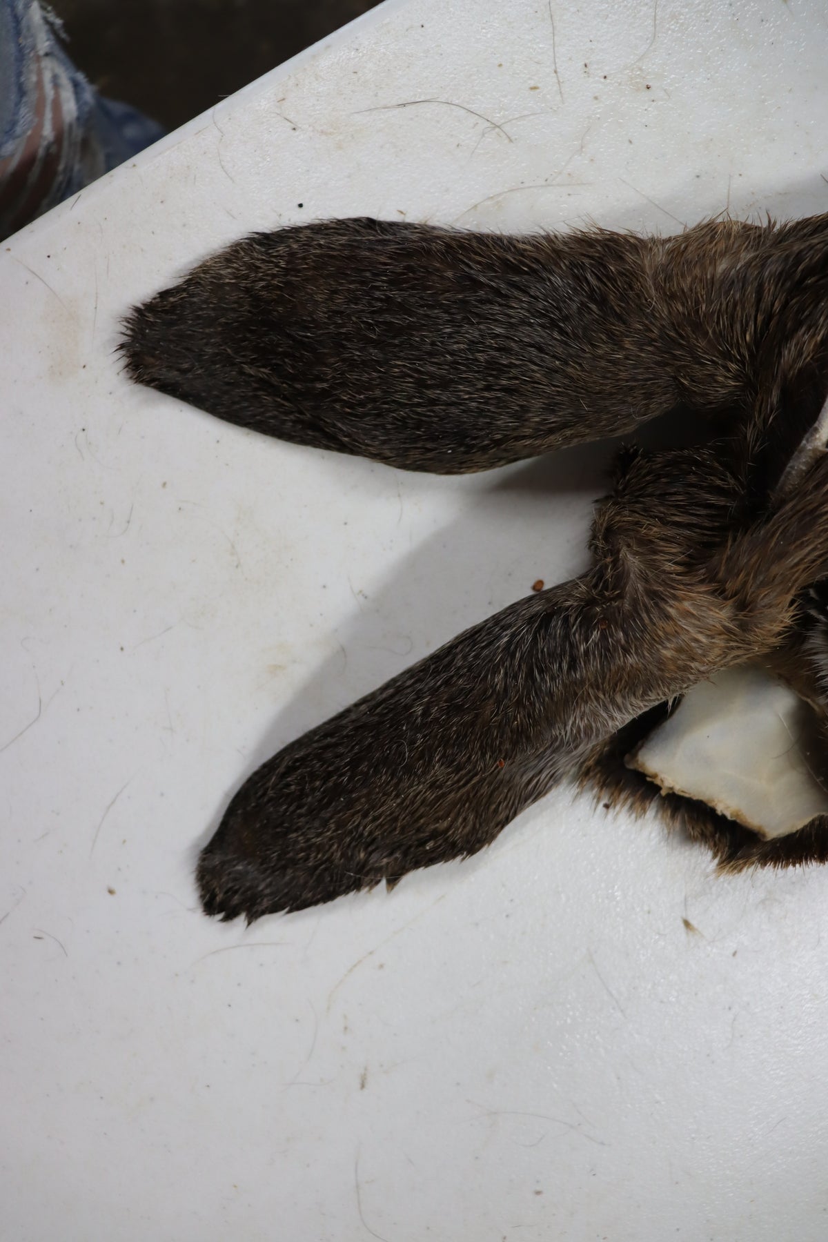 Tanned Deer Cape OBT2909 - 6 3/4" X 15"