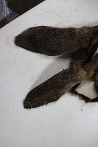 Tanned Deer Cape OBT2909 - 6 3/4" X 15"