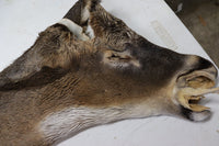 Tanned Deer Cape OBT2909 - 6 3/4" X 15"