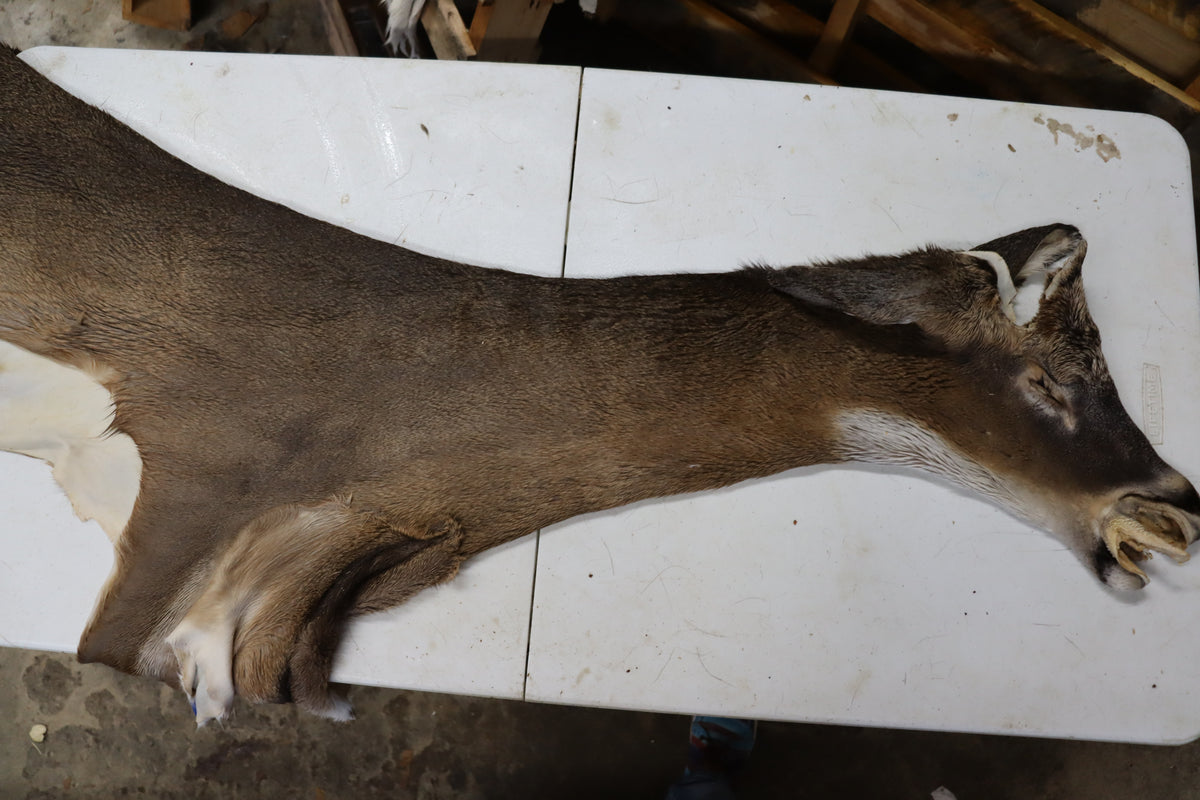 Tanned Deer Cape OBT2909 - 6 3/4" X 15"